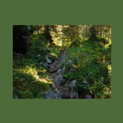 2012-08-09_01Fischunkel-Alm_Wasseralm (399).JPG